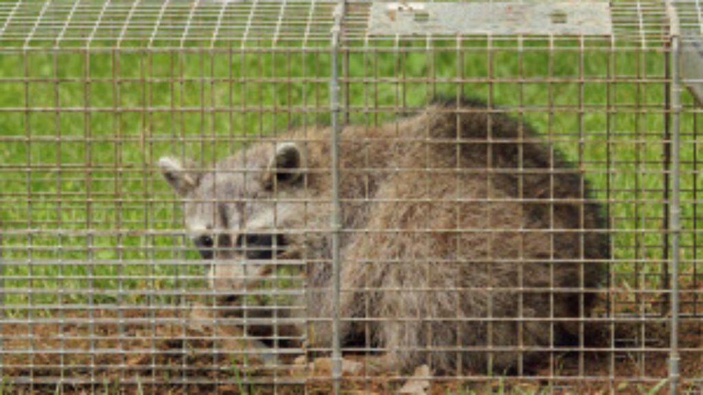 Raccoon Removal